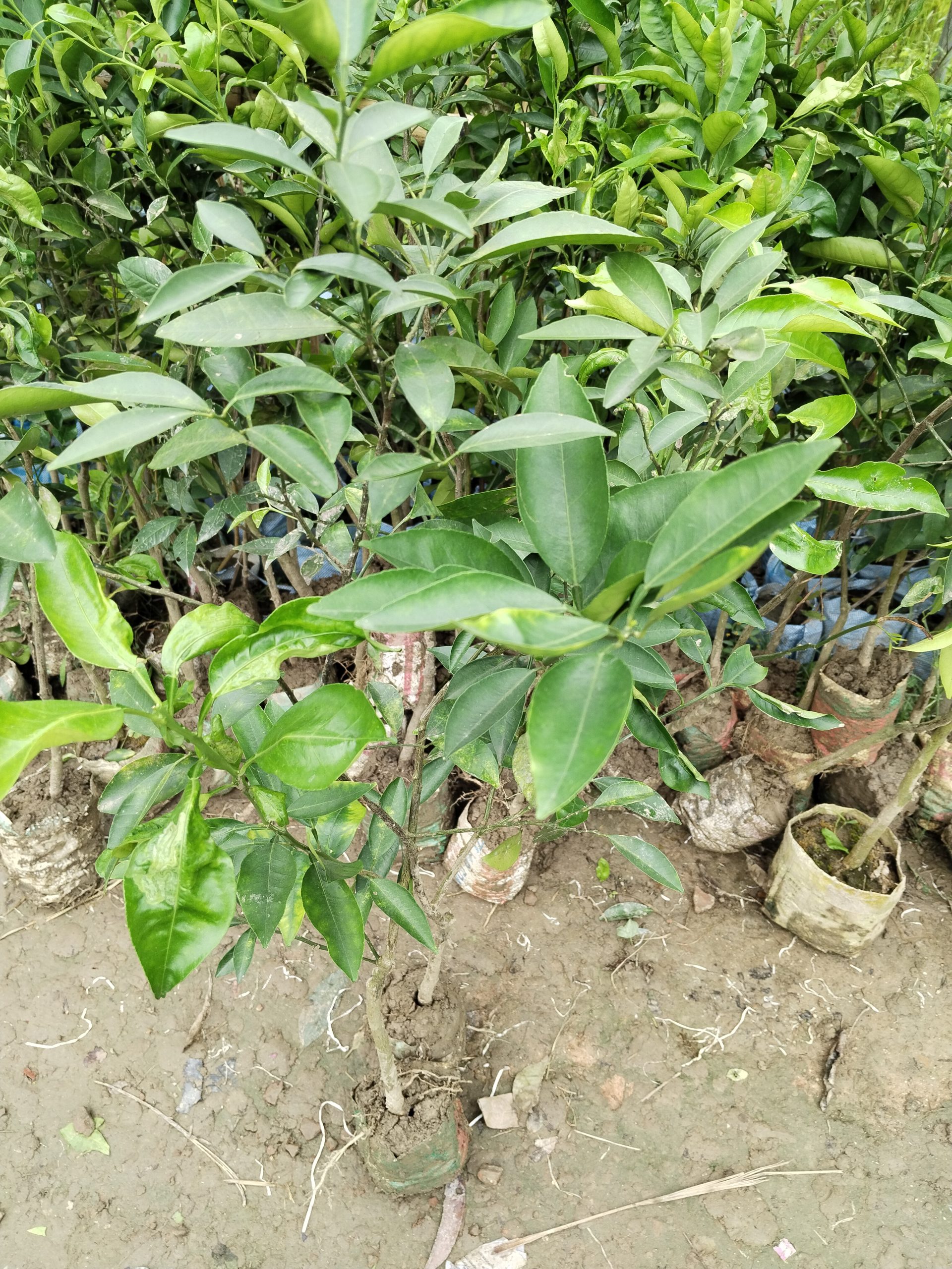 উন্নত জাতের সুমিষ্ট কমলার চারা - Image 2