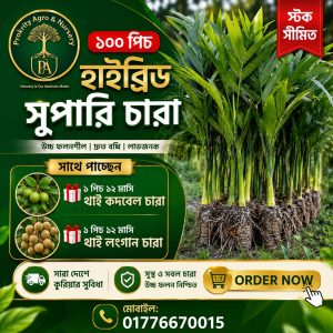 হাইব্রিড সুপারি চারা