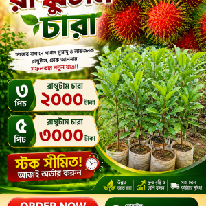 উন্নত জাতের রামবুটান চারা — প্রকৃতি এগ্রো নার্সারি