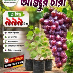 🍇 রাশিয়ান বাইকুনুর আঙুরের চারা
