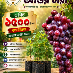🍇 রাশিয়ান বাইকুনুর আঙুরের চারা — আপনার বাগানে ফলের নতুন স্বাদ! 🌿 বাগানে যদি এমন একটি আঙুরের জাত চান, যার ফল দেখতে আকর্ষণীয় এবং স্বাদে মিষ্টি—তাহলে বেছে নিতে পারেন রাশিয়ান বাইকুনুর আঙুরের চারা। 🍇 সুন্দর গুচ্ছ, আকর্ষণীয় রঙ আর মিষ্টি স্বাদের আঙুর—নিজের বাগান, ছাদবাগান কিংবা বাণিজ্যিক চাষে আঙুর চাষের জন্য হতে পারে দারুণ একটি পছন্দ। 🌱 💚 রাশিয়ান বাইকুনুর আঙুরের চারা 🍇 আকর্ষণীয় ফল ও গুচ্ছ 🌿 সহজে পরিচর্যা করা যায় 🌱 বাড়ির বাগান ও ছাদবাগানের জন্য উপযোগী ✨ উন্নত জাতের চারা 🔥 বিশেষ অফার: 👉 ৩ পিচ মাত্র ৯৯৯ টাকা 👉 ৫ পিচ মাত্র ১৫০০ টাকা ⚠️ স্টক সীমিত! আজই অর্ডার করুন এবং আপনার বাগানের জন্য সংগ্রহ করুন পছন্দের আঙুরের চারা। 🚚 সারা দেশে কুরিয়ার সুবিধা 📞 অর্ডার করতে কল করুন: 01776670015 🛒 Order Now বাটনে ক্লিক করে অর্ডার করুন। 🌿 প্রকৃতি এগ্রো নার্সারি — মানসম্মত চারার বিশ্বস্ত ঠিকানা।