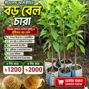 সিডলেস আঠাবিহীন বড় বেল চারা (Seedless & Sticky-free Wood Apple Plant)