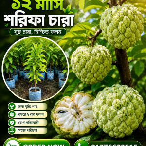 উন্নত জাতের ১২ মাসি শরিফা চারা — সুস্থ চারা, নিশ্চিত ফলন