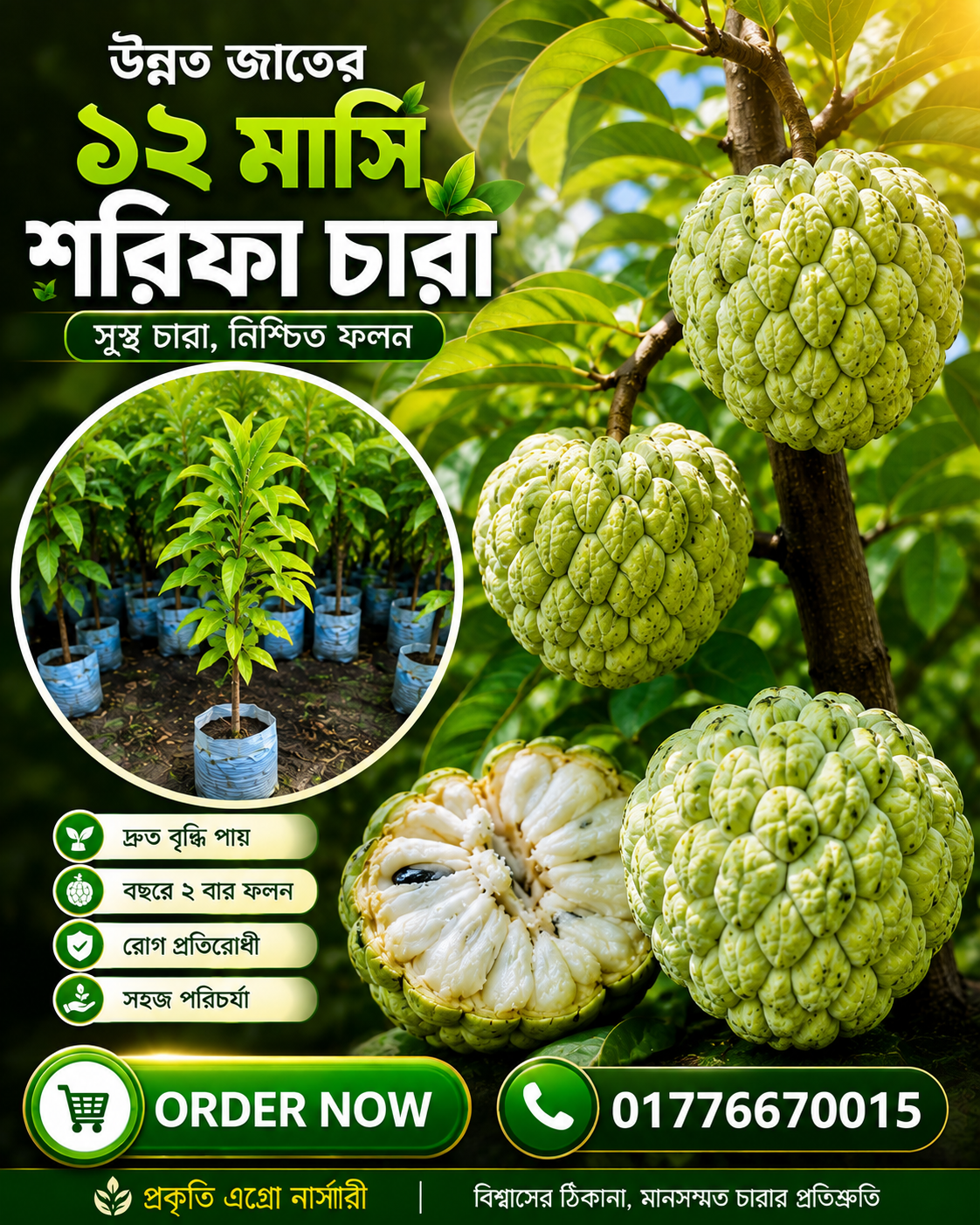 উন্নত জাতের ১২ মাসি শরিফা চারা — সুস্থ চারা, নিশ্চিত ফলন