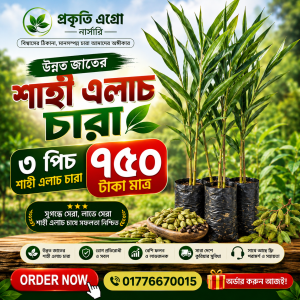 উন্নত মানের 'শাহী এলাচ'