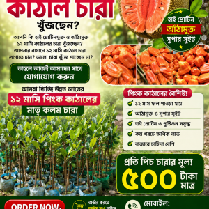 উন্নত জাতের ১২ মাসি পিংক কাঠাল চারা।