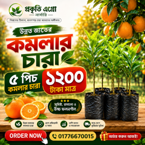 উন্নত জাতের সুমিষ্ট কমলার চারা