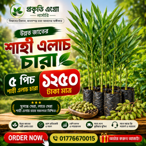 উন্নত মানের 'শাহী এলাচ'