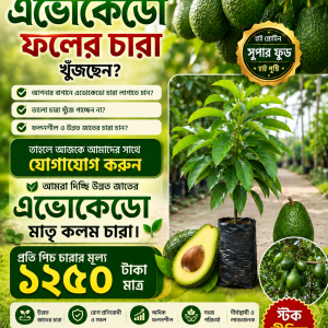 এভোকেডো
