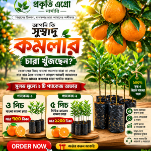 উন্নত জাতের সুমিষ্ট কমলার চারা