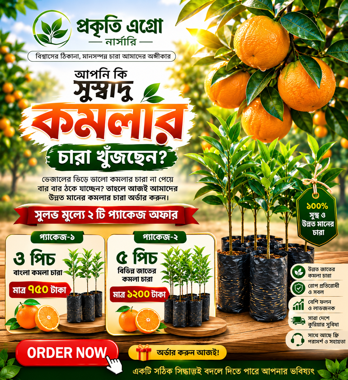 উন্নত জাতের সুমিষ্ট কমলার চারা