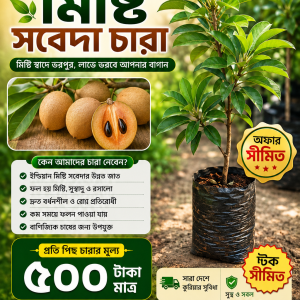 মিষ্টি স্বাদের থাই সবেদা চারা