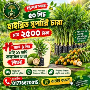🌱 হাইব্রিড সুপারি চারা