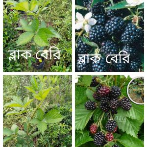 🌱 উন্নত মানের ব্ল্যাকবেরি চারা