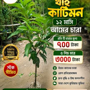 🥭 প্রিমিয়াম কোয়ালিটি থাই ১২ মাসি কাটিমন আমের চারা