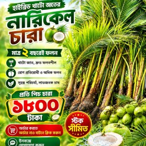 উন্নত জাতের হাইব্রিড নারিকেল চারা