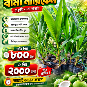 হাইব্রিড নারিকেল চারা