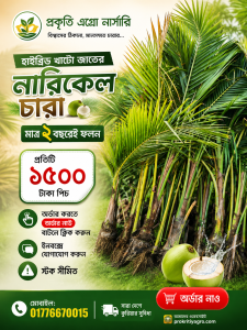 উন্নত জাতের হাইব্রিড নারিকেল চারা