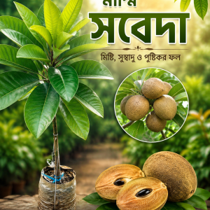 মিষ্টি স্বাদের মাম্মি সবেদা—নিজের বাগানেই ফলান! 🌱💚 বাগানে একটি মাম্মি সবেদার চারা মানেই ভবিষ্যতে সুস্বাদু ফলের আনন্দ। সুস্থ ও সুন্দর চারা নিয়ে আজই শুরু করুন আপনার ছোট্ট ফলের বাগানের স্বপ্ন। 🌱 মানসম্মত চারা 📦 সারা দেশে কুরিয়ার সুবিধা 🔥 স্টক সীমিত! 👉 আজই অর্ডার করুন 🛒 অর্ডার নাও বাটনে ক্লিক করে। প্রকৃতি এগ্রো নার্সারি 🌿 বিশ্বাসের ঠিকানা, মানসম্মত চারার নিশ্চয়তা।