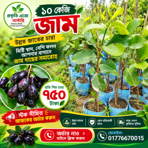 উন্নত জাতের ১০ কেজি জাম